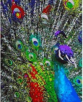 Фото Strateg Разноцветные перья павлина (GS171)