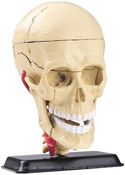 Фото Edu-Toys Модель черепа с нервами (SK010)