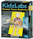 Фото 4M KidzLabs Анатомия человеческого торса (00-03373)