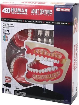 Фото 4D Master Зубной ряд человека (FM-626015)
