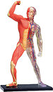 Фото 4D Master Мышцы или мускулы Анатомия человека (26058)