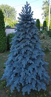 Фото Slipo Литая елка Ковалевская голубая 1.8 м (Ковал.Г-180)