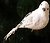 Фото DLT Collection фигурка Птичка бело-черная (0322B-7)