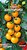 Фото Семена Украины томат Золотой орех 0.2 г